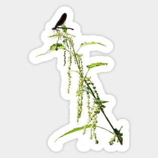 Black Dragonfly On Nettle Sticker